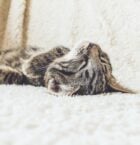creative burnout - tired kitty