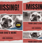 Lost Dog Flyer 5